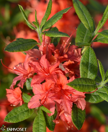 Rhododendron Lights-Ryhmä 'Electric Lights Red', revontuliatsalea